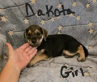 Dakota , a female Miniature Schnauzer and Chihuahua for sale in Montezuma, GA – 4 of 7