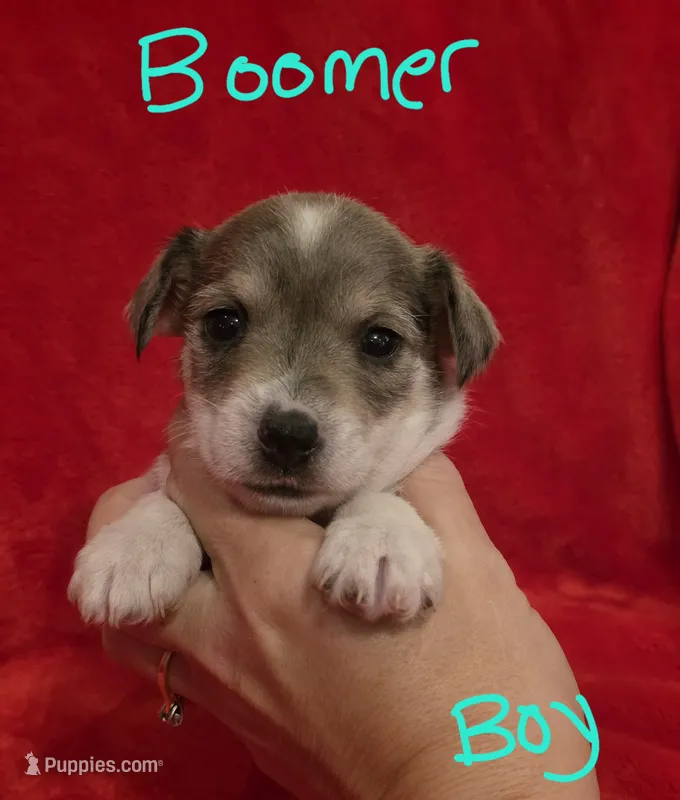 Boomer – Miniature Schnauzer, Chihuahua puppy for sale in Montezuma, GA
