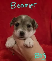 Boomer, a male Miniature Schnauzer and Chihuahua for sale in Montezuma, GA – 2 of 4