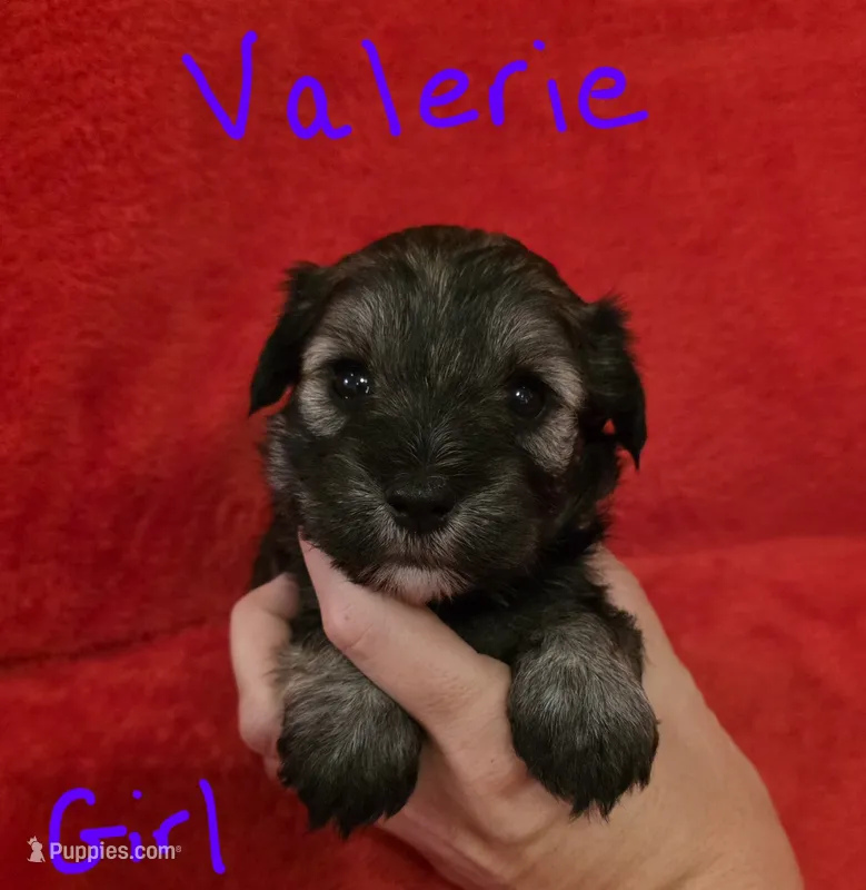 Valerie  – Miniature Schnauzer, Chihuahua puppy for sale in Montezuma, GA