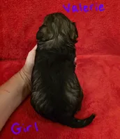 Valerie , a female Miniature Schnauzer and Chihuahua for sale in Montezuma, GA – 2 of 2