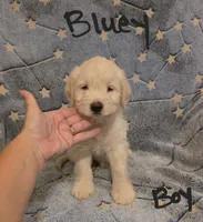 Bluey, a male Miniature Schnauzer and Chihuahua for sale in Montezuma, GA – 5 of 9