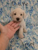 Duke, a male Miniature Schnauzer and Chihuahua for sale in Montezuma, GA – 6 of 7