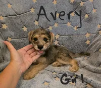 Avery , a female Miniature Schnauzer and Chihuahua for sale in Montezuma, GA – 6 of 7