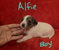 Alfie, a male Miniature Schnauzer and Chihuahua for sale in Montezuma, GA – 4 of 5