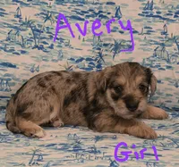 Avery , a female Miniature Schnauzer and Chihuahua for sale in Montezuma, GA – 2 of 5