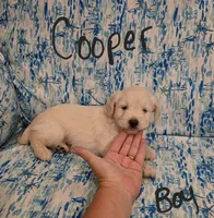 Cooper, a male Miniature Schnauzer and Chihuahua for sale in Montezuma, GA – 2 of 7
