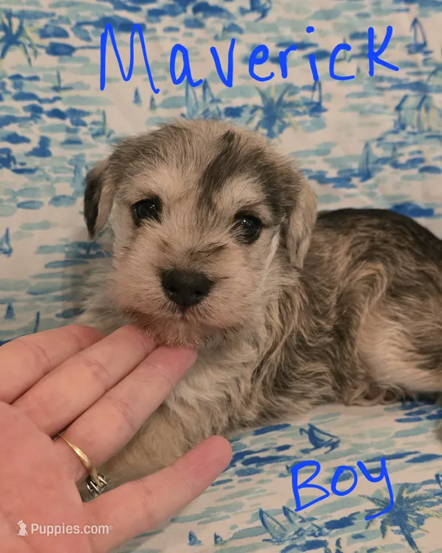 Maverick  – Miniature Schnauzer, Chihuahua puppy for sale in Montezuma, GA
