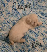 Cooper, a male Miniature Schnauzer and Chihuahua for sale in Montezuma, GA – 7 of 7