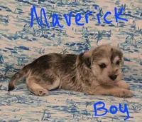 Maverick , a male Miniature Schnauzer and Chihuahua for sale in Montezuma, GA – 3 of 5