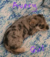 Avery , a female Miniature Schnauzer and Chihuahua for sale in Montezuma, GA – 5 of 5