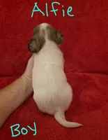 Alfie, a male Miniature Schnauzer and Chihuahua for sale in Montezuma, GA – 5 of 5
