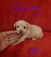 Sunny, a female Miniature Schnauzer and Chihuahua for sale in Montezuma, GA – 4 of 5