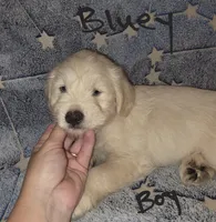 Bluey, a male Miniature Schnauzer and Chihuahua for sale in Montezuma, GA – 2 of 9