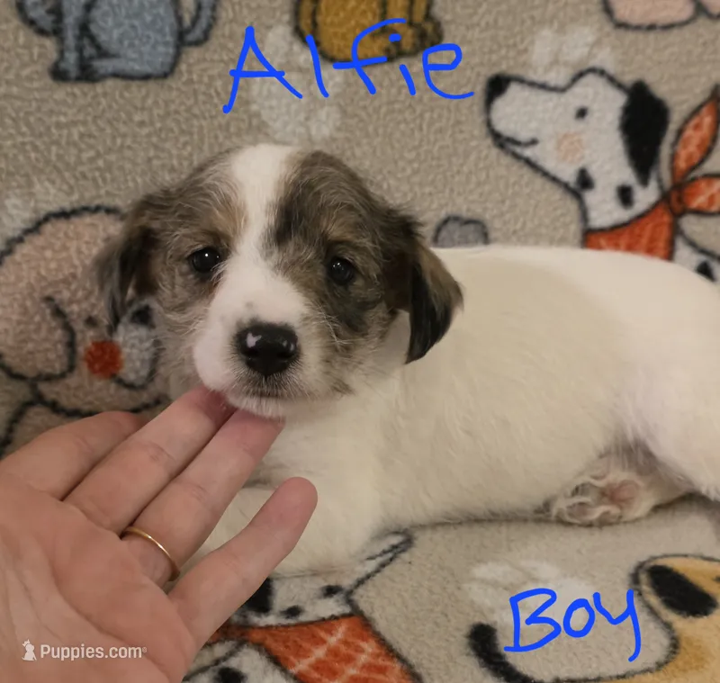 Alfie – Miniature Schnauzer, Chihuahua puppy for sale in Montezuma, GA
