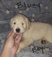 Bluey, a male Miniature Schnauzer and Chihuahua for sale in Montezuma, GA – 3 of 9