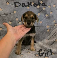 Dakota , a female Miniature Schnauzer and Chihuahua for sale in Montezuma, GA – 5 of 7