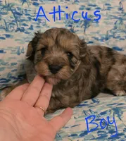 Atticus , a male Miniature Schnauzer and Chihuahua for sale in Montezuma, GA – 3 of 5