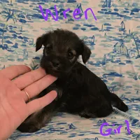 Wren, a female Miniature Schnauzer and Chihuahua for sale in Montezuma, GA – 2 of 5