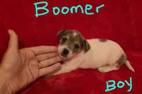 Boomer, a male Miniature Schnauzer and Chihuahua for sale in Montezuma, GA – 3 of 4
