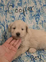 Cooper, a male Miniature Schnauzer and Chihuahua for sale in Montezuma, GA – 6 of 7