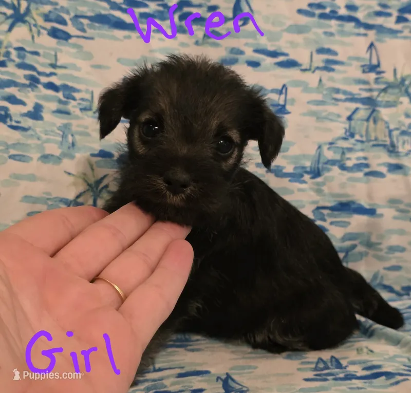 Wren – Miniature Schnauzer, Chihuahua puppy for sale in Montezuma, GA