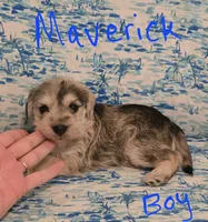 Maverick , a male Miniature Schnauzer and Chihuahua for sale in Montezuma, GA – 4 of 5