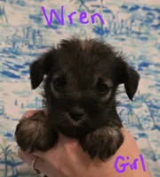 Wren, a female Miniature Schnauzer and Chihuahua for sale in Montezuma, GA – 4 of 5