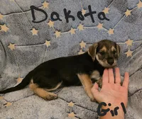 Dakota , a female Miniature Schnauzer and Chihuahua for sale in Montezuma, GA – 6 of 7