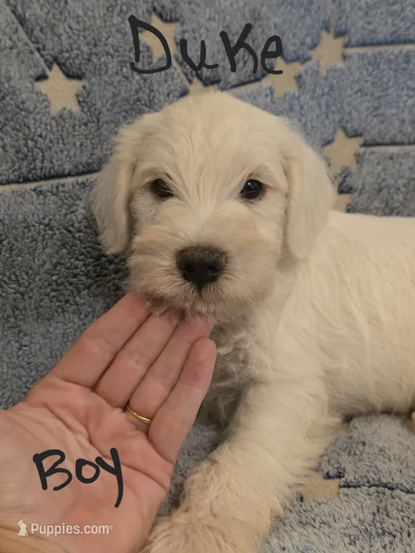 Duke – Miniature Schnauzer, Chihuahua puppy for sale in Montezuma, GA
