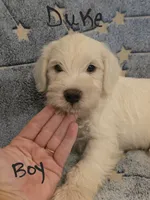 Duke, a male Miniature Schnauzer and Chihuahua for sale in Montezuma, GA – 1 of 6