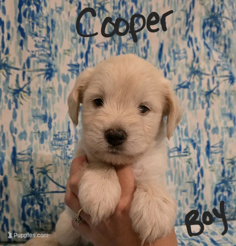 Cooper – Miniature Schnauzer, Chihuahua puppy for sale in Montezuma, GA