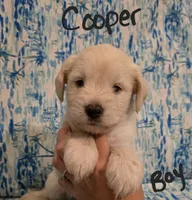 Cooper, a male Miniature Schnauzer and Chihuahua for sale in Montezuma, GA – 1 of 7