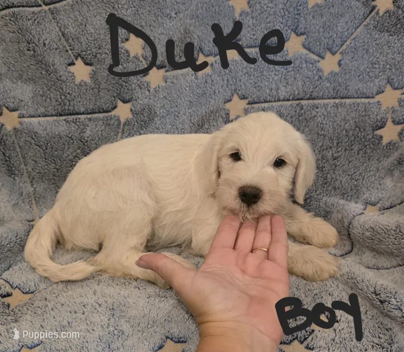 Duke – Miniature Schnauzer, Chihuahua puppy for sale in Montezuma, GA