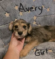 Avery , a female Miniature Schnauzer and Chihuahua for sale in Montezuma, GA – 1 of 7