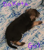 Dakota , a female Miniature Schnauzer and Chihuahua for sale in Montezuma, GA – 5 of 5