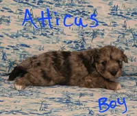 Atticus , a male Miniature Schnauzer and Chihuahua for sale in Montezuma, GA – 4 of 5
