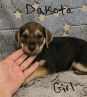 Dakota , a female Miniature Schnauzer and Chihuahua for sale in Montezuma, GA – 7 of 7