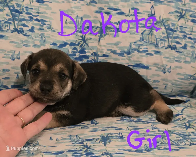 Dakota  – Miniature Schnauzer, Chihuahua puppy for sale in Montezuma, GA