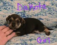 Dakota , a female Miniature Schnauzer and Chihuahua for sale in Montezuma, GA – 1 of 5