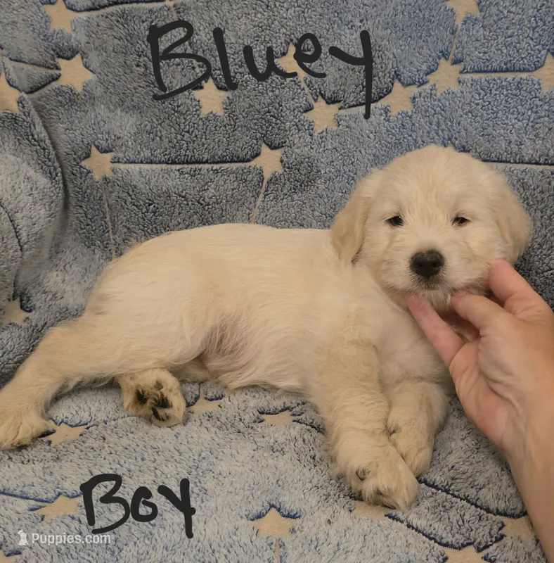 Bluey – Miniature Schnauzer, Chihuahua puppy for sale in Montezuma, GA