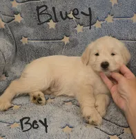 Bluey, a male Miniature Schnauzer and Chihuahua for sale in Montezuma, GA – 9 of 9