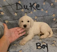 Duke, a male Miniature Schnauzer and Chihuahua for sale in Montezuma, GA – 3 of 6