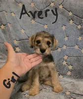 Avery , a female Miniature Schnauzer and Chihuahua for sale in Montezuma, GA – 3 of 7