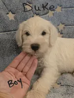 Duke, a male Miniature Schnauzer and Chihuahua for sale in Montezuma, GA – 5 of 6