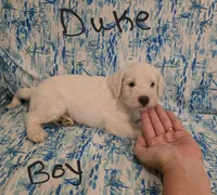 Duke, a male Miniature Schnauzer and Chihuahua for sale in Montezuma, GA – 5 of 7