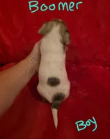 Boomer, a male Miniature Schnauzer and Chihuahua for sale in Montezuma, GA – 4 of 4