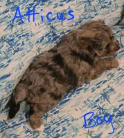 Atticus , a male Miniature Schnauzer and Chihuahua for sale in Montezuma, GA – 4 of 5