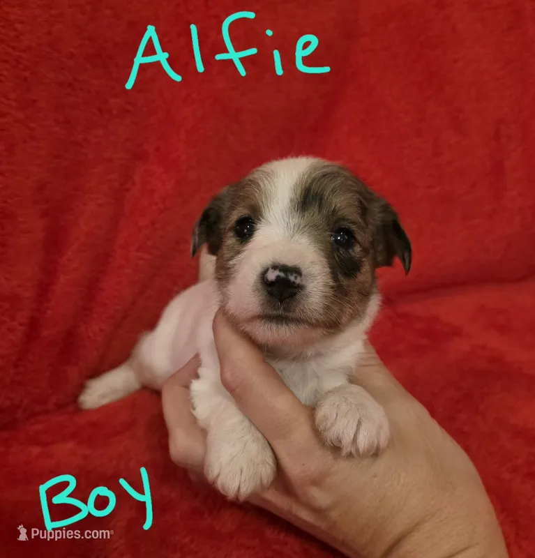 Alfie – Miniature Schnauzer, Chihuahua puppy for sale in Montezuma, GA