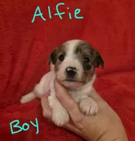 Alfie, a male Miniature Schnauzer and Chihuahua for sale in Montezuma, GA – 1 of 5